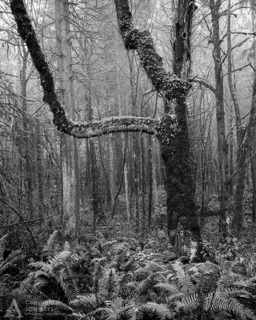 jon_ares's tweet photo. Yes, that’s right - another tree! But wait, this is different - it’s a Maple. Yep. Flexing in the woods as a warning to all the other trees. 💪
.
.
.

#landscapephotography #landscapelover #landscape_captures #landscapes #landscape_photography #SonyA7… https://t.co/GK1JB11C68 https://t.co/gEUZCNyxaq