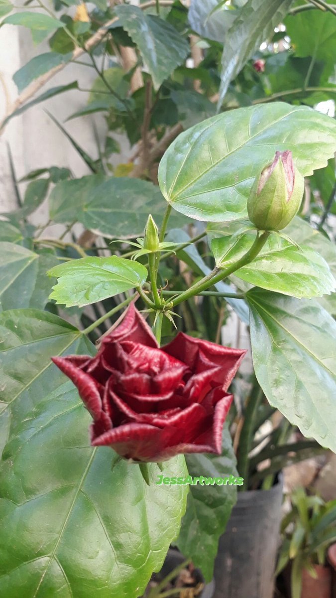 Swane47688833's tweet photo. Good morning🌺🌺🌺🌺
#ThursdayBloom #HibiscusCollection
#ELYUwith❤ https://t.co/NPeeHpZgKn