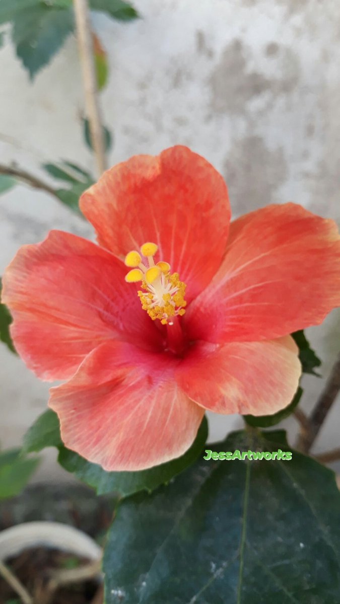 Swane47688833's tweet photo. Good morning🌺🌺🌺🌺
#ThursdayBloom #HibiscusCollection
#ELYUwith❤ https://t.co/NPeeHpZgKn