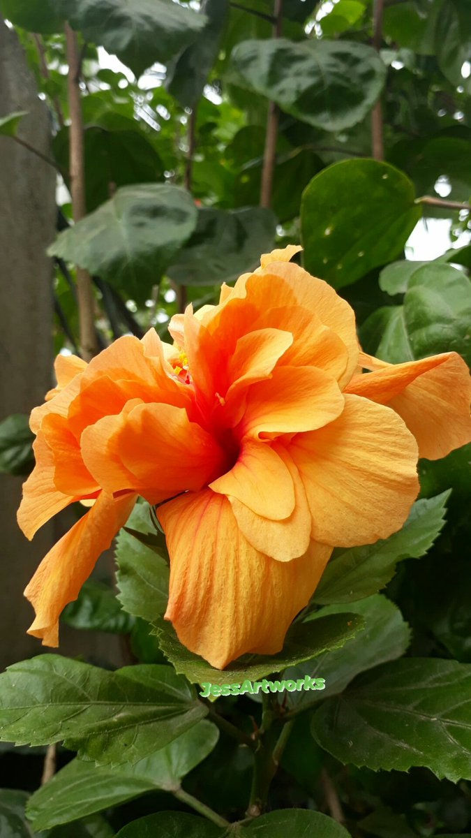Swane47688833's tweet photo. Good morning🌺🌺🌺🌺
#ThursdayBloom #HibiscusCollection
#ELYUwith❤ https://t.co/NPeeHpZgKn