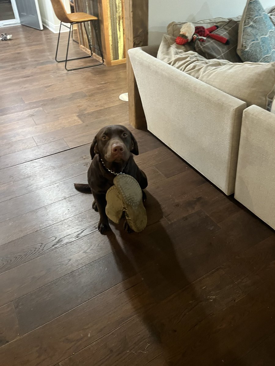 JohnnyKingPit's tweet photo. When your dog loves shoes, make him a necklace. #labpuppies whipping him won’t work. My baby Buck. I bet he won’t touch my shoes or boots anymore after wearing his necklace a couple days. https://t.co/vEAUC5J2q5