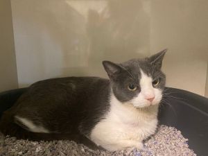 Call me Prius. I am a Female Domestic Short Hair.
petfinder.com/cat/prius-5923…