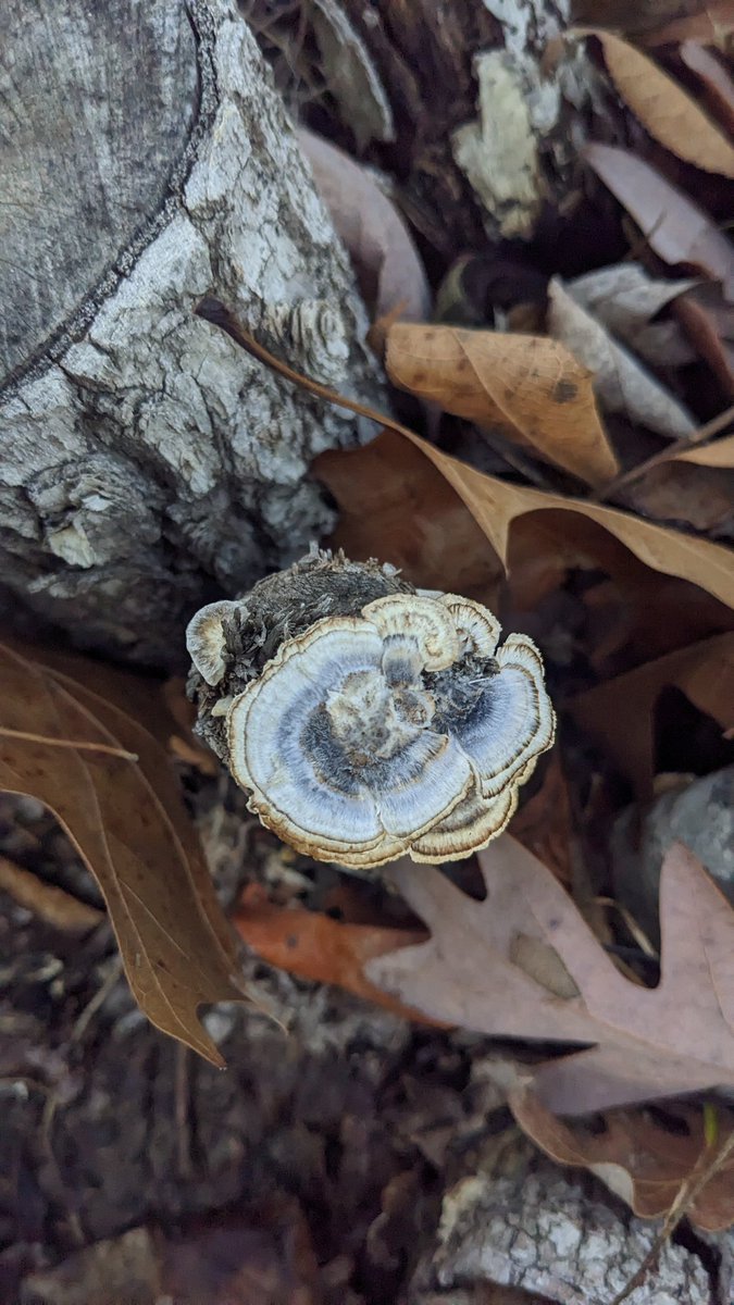 LC0315's tweet photo. Beautiful turkey tail https://t.co/8ceSkwBpWL