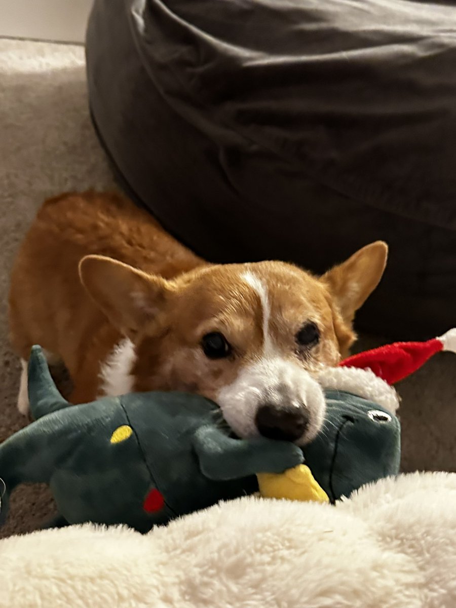 I think Jake loves his Xmas trex :) <a href="/walugigii/">𝑔𝑖𝑔𝑖</a>
