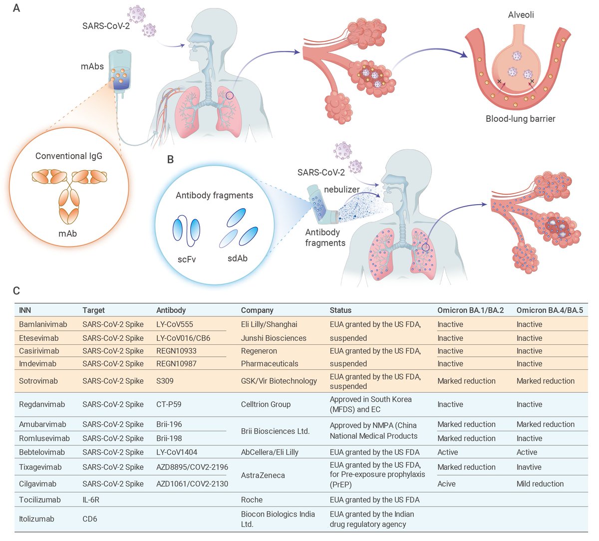 Innov_Medicine's tweet photo. Inhalable antibodies for the #treatment of #COVID19. 
Inhalable small-sized antibody fragments with broad neutralization, cheap manufacturing, and easy storage and transportation may meet the needs during long-term epidemics.
https://t.co/yl0nn5RjNl
#COVID19Ab #drug https://t.co/KGO7gT6qRt