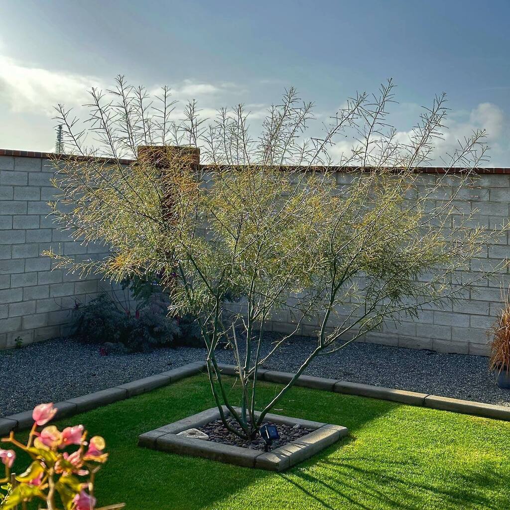 SplatDoctor's tweet photo. Palo verde looking good after the rain. Thanks @life.landscaping for helping us with our vision.
.
.
.
#lifelandscaping #nature https://t.co/KE1DtcT7xw https://t.co/bzTNMgyw8C