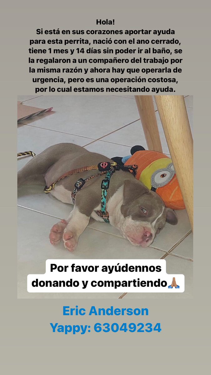 SaryItzel's tweet photo. A un compañero del trabajo le regalaron esta perrita, pero tiene el ano cerrado (Atresia Anal) y hay que operarla de urgencia. Por favor compartan y si está en sus posibilidades le agradeceríamos mucho sus donaciones🙏🏽 https://t.co/uIrOoamBqt