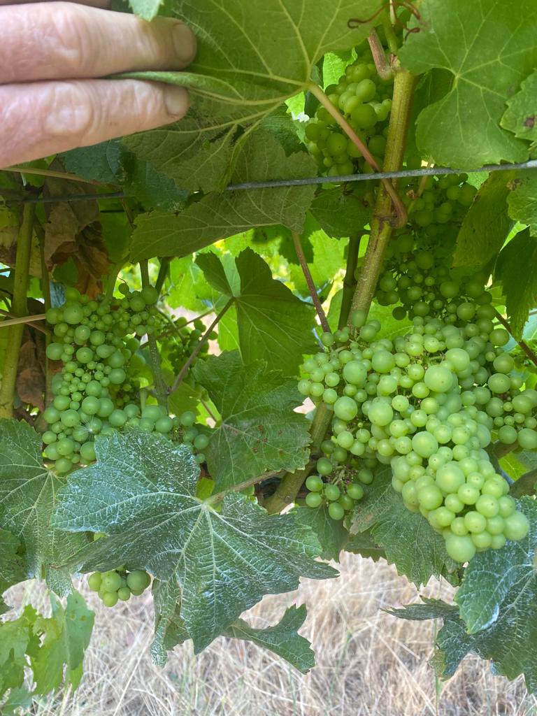 Stunning southern Margaret River Gin Gin Chardonnay, love the distinct chicken (small) and hen (larger) berries #margaretriver