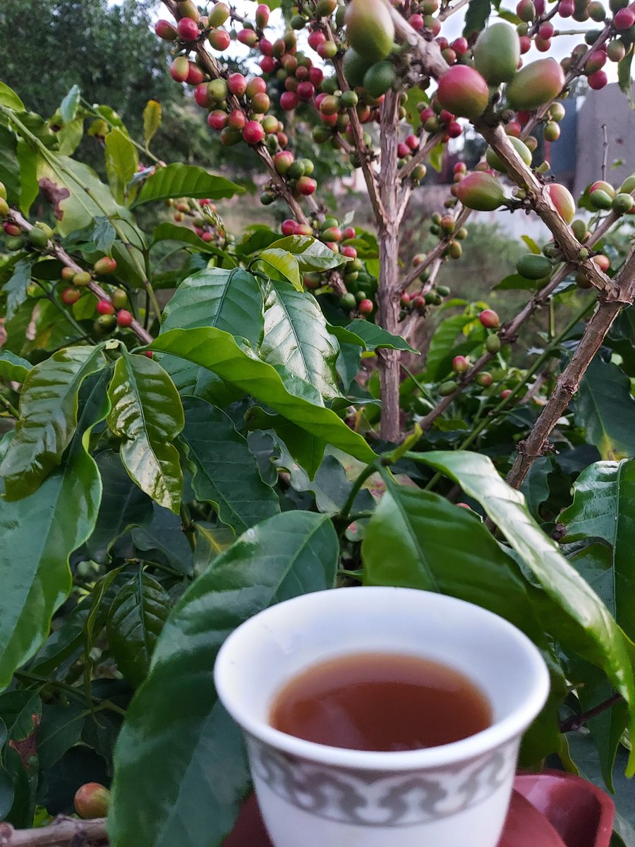 abusami75's tweet image. #انوم_العالمي_للقهوه_السعوديه