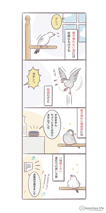 AIスピーカーやお風呂の給湯器のアナウンスなんかには全然動じない文鳥
#文鳥 
#bunchoslife 
#4コマ漫画 