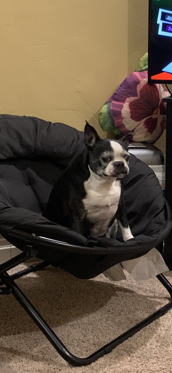 Brycepoke's tweet photo. Today our dog Tuxx had to be put down. He was a survivor of cancer, fought off infection, high chocolate intake &amp; he was a great listener. He’s had a lot of pain this last year, my sister made the call that it was finally time and he went peacefully. Rest well Tuxx, love ya bud❤️ https://t.co/mpqVmUev65