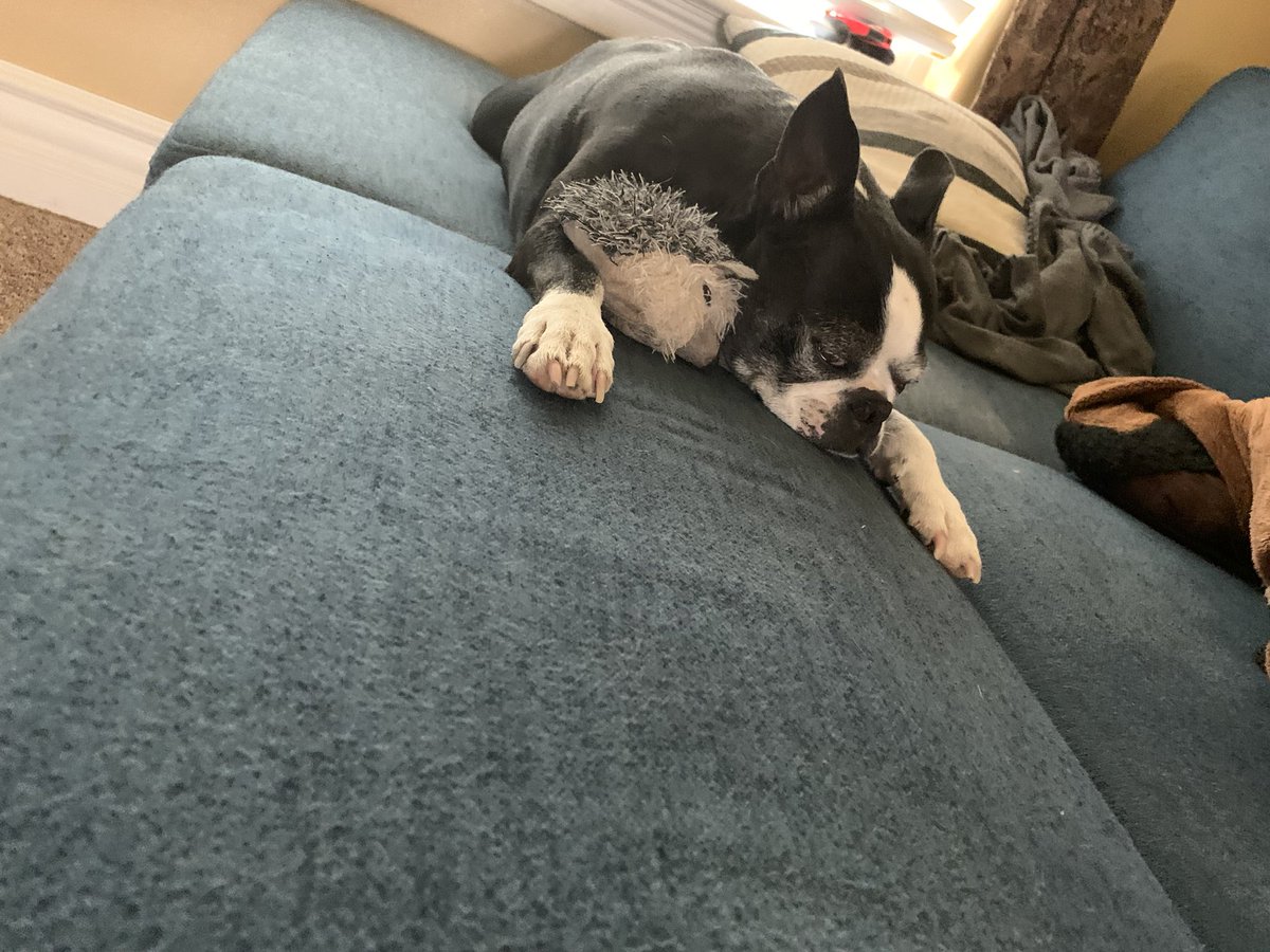 Brycepoke's tweet photo. Today our dog Tuxx had to be put down. He was a survivor of cancer, fought off infection, high chocolate intake &amp; he was a great listener. He’s had a lot of pain this last year, my sister made the call that it was finally time and he went peacefully. Rest well Tuxx, love ya bud❤️ https://t.co/mpqVmUev65