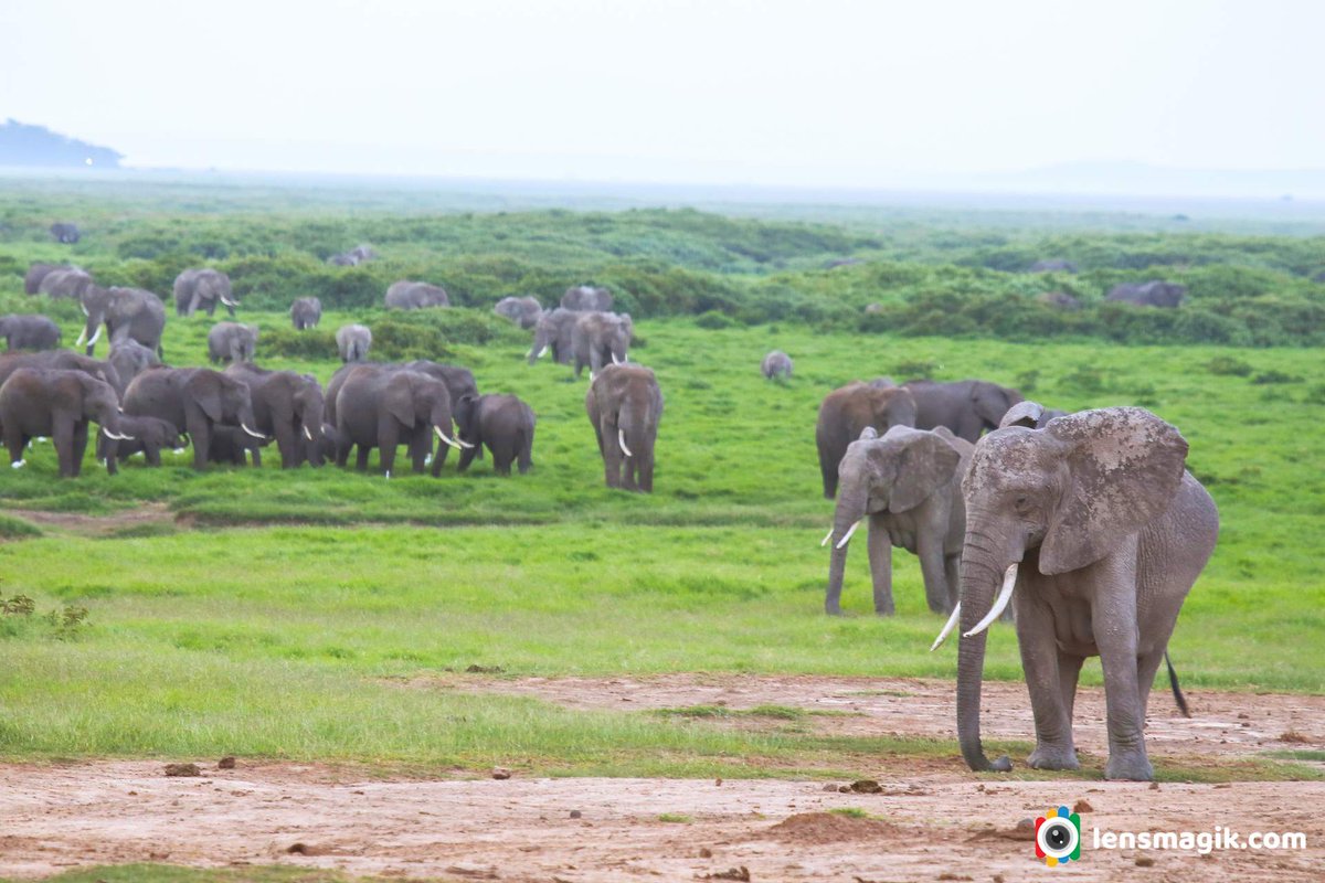 African Elephant bit.ly/3hHRiZ6 Big 5 Africa #big5africa #africanelephant #elephantfamily #big5africaanimal #masaimara #masaimarasafari #africanvsasianelephant #elephantwithcub #elephantphotos #tusker #wildlifephotography