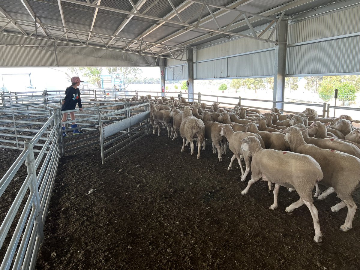 charlesdavis75's tweet photo. First job was to load the old ewes onto Uncle Glenn’s truck #SheepWork https://t.co/LaE44F9oSe
