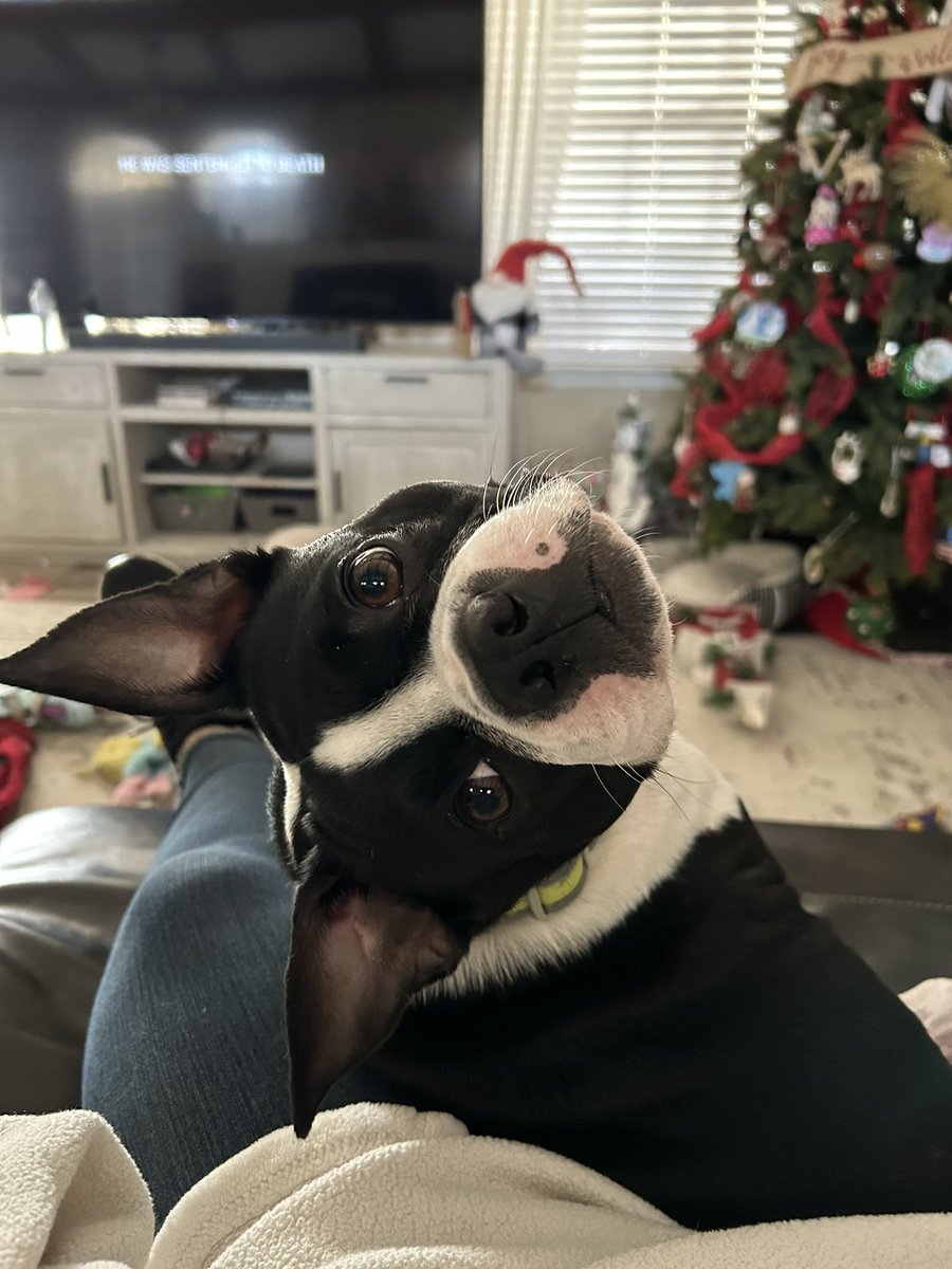 This is how my Boston terrier looks at me when I am cheating on my diet #pets #family #dogsoftwitter