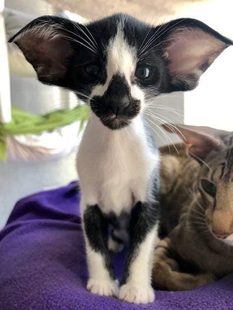 CATBRAINCELL's tweet photo. He can hear EVERYTHING https://t.co/vpoybjpZ3K