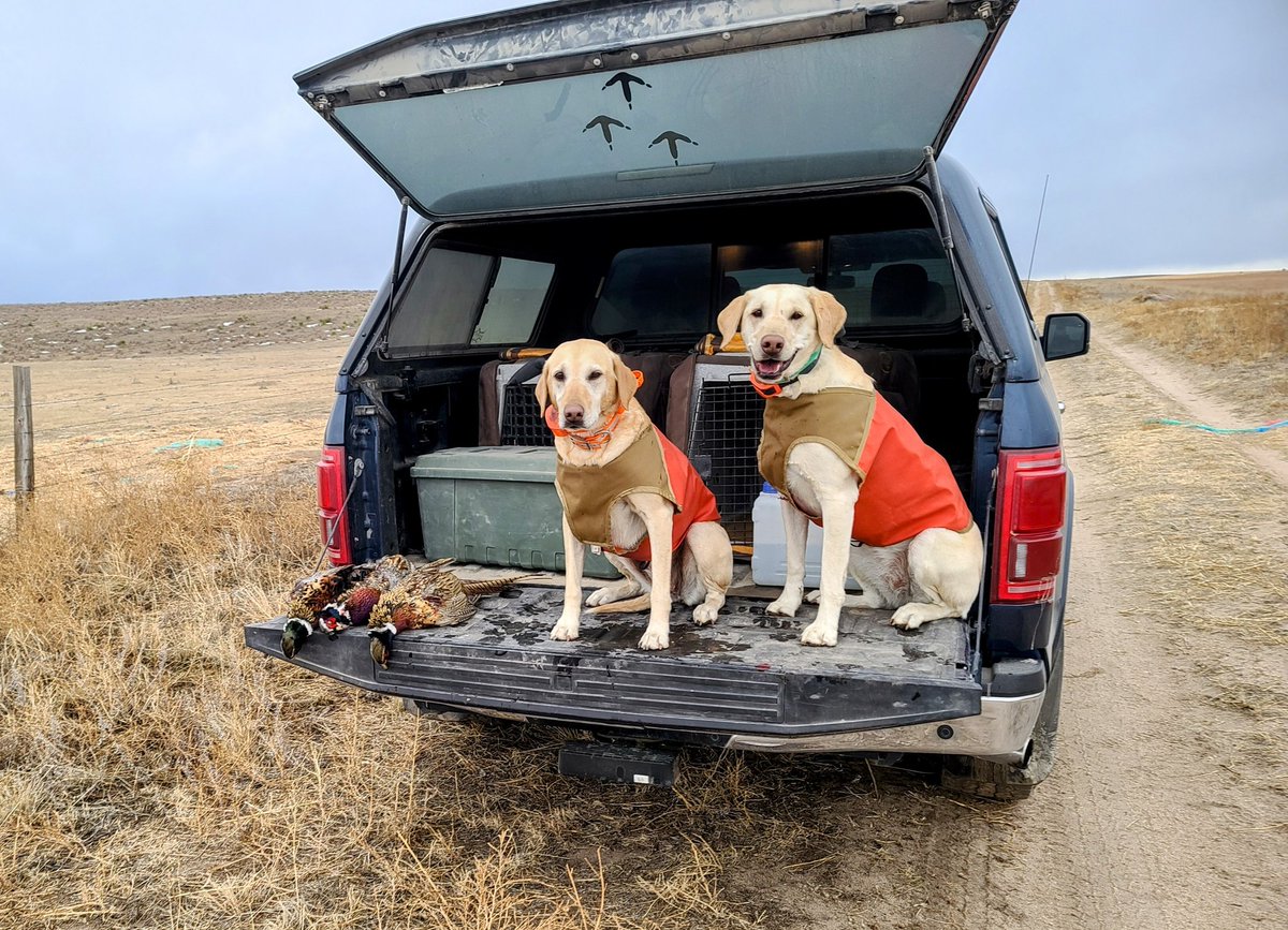 huntfishgolf's tweet photo. Some days are just better than others! #limitedout #pheasants4ever #wildbirds https://t.co/5f2gssM8AN