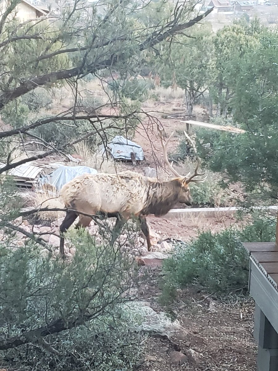 owen1958's tweet photo. @KristySwansonXO Got these roaming on my property https://t.co/S2suCuYXok