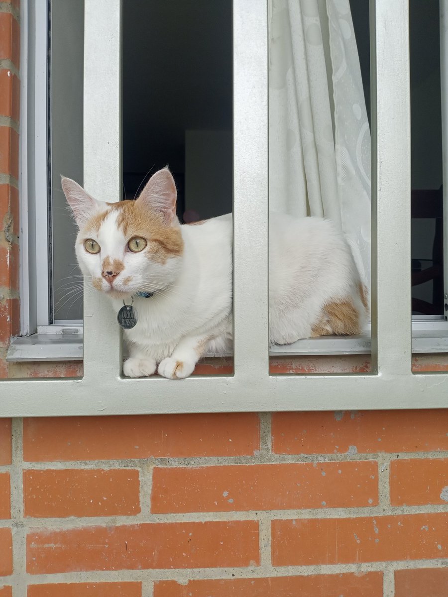 Foto de Orión porque es exageradamente hermoso.
