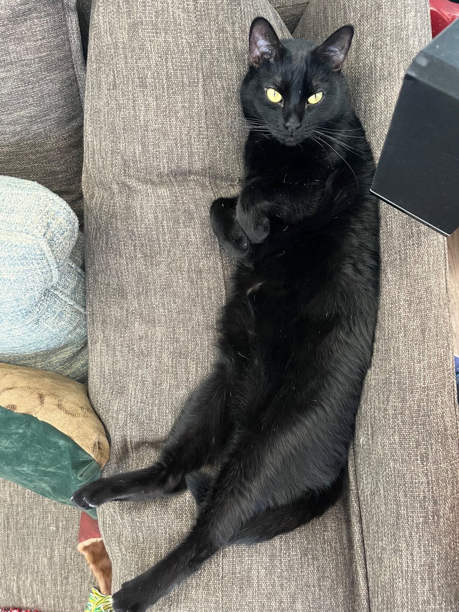 KittyAndIndia's tweet photo. I was cat napping!!!  #twocatsonebasket #queenkitty #blackcats #blackcatsmatter #catsoftwitter #cats #catsontwitter #meowlife #catlife #catlove https://t.co/l04lk7tpek