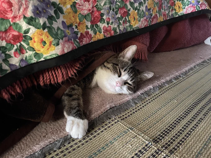 こたつの住人 