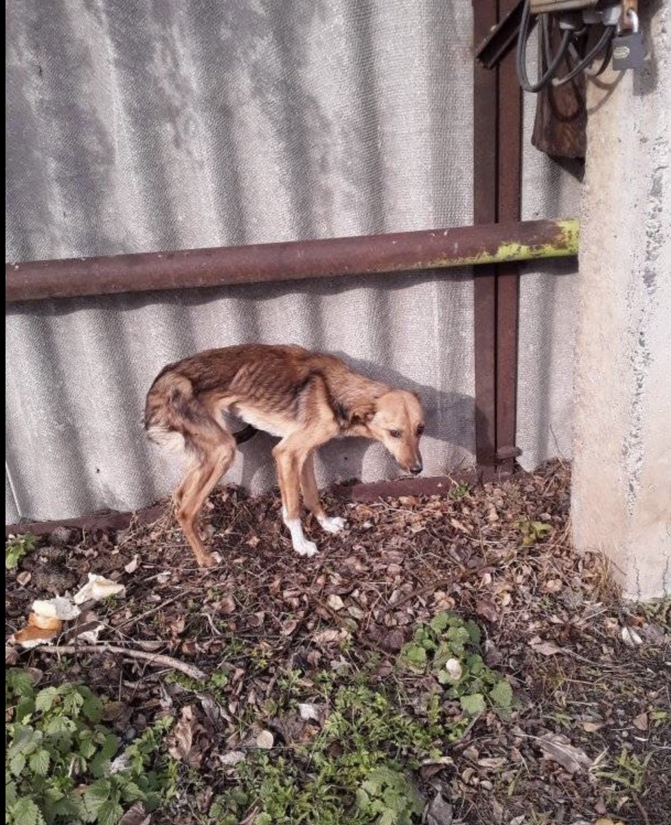 merj's tweet photo. HELLOOO!!! Can someone from #Tbilisi and #Bolnisi fucking feed this #dog please!!!!!
I am already feeding dogs near the fucking palace and 32 cats!
I'm looking for "good tourists" if the locals don't and couldn't feed thousands of animals they left on the streets. DM me https://t.co/VCSXov3fcA