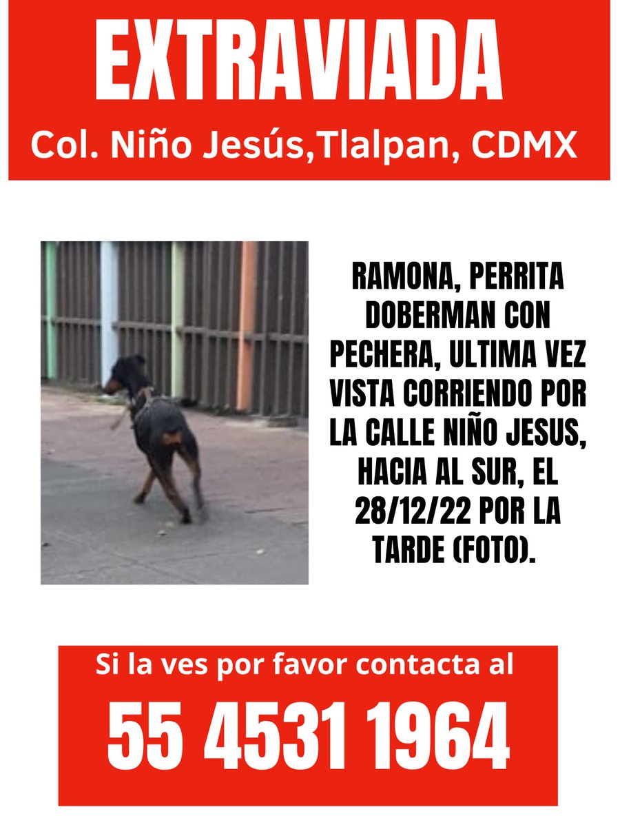 MascotaCoyoacan's tweet photo. #EXTRAVIADA Ramona, Doberman con pechera, en la col. Niño Jesús, Tlalpan, CDMX. 

La vieron correr por la calle Niño Jesús hacia el sur.

Si la ves por favor intenta resguardarla y llama al teléfono del cartel.

Por favor, compartan para que regrese a casa! https://t.co/tfMlMbq1K4
