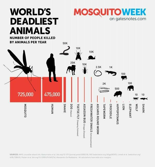 ChrisHowles's tweet image. Mosquitoes kill six people for every one killed by every and any other animal on earth combined.

(I'm excluding humans in all this)