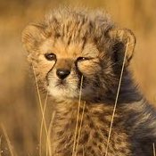 ml_tiny's tweet photo. cheetah lee https://t.co/khlfd8O1DC