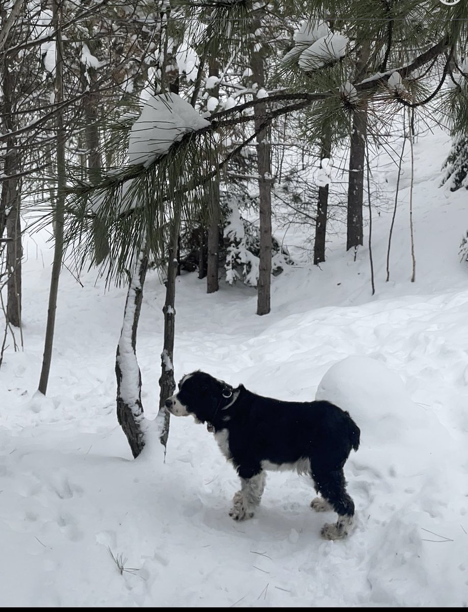 THEBREWERLOFTS's tweet photo. @marykkeown To follow up on MK’s tweet and popular demand to see the dogs.   #Rocky the #EnglishSpringerSpaniel and #Dakota the #BorderCollie enjoying the #snow in @GreaterSudbury https://t.co/Z91ETzbnJq