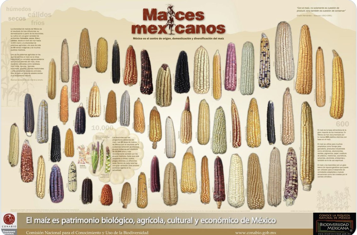 Timothy A. Wise (@timothyawise) on Twitter photo Why does #Mexico want to restrict #GMO corn imports & protect its rich diversity of maize? Count the 66 native landraces, which turned into more than 22,000 distinct varieties. Count yours, #Iowa. They all come from these. @Conabio <a href="/victor_suarez/">Víctor Suárez</a> <a href="/PlandeAyalaSXXI/">Movimiento Campesino</a> <a href="/drvandanashiva/">Dr. Vandana Shiva</a> Why does #Mexico want to restrict #GMO corn imports & protect its rich diversity of maize? Count the 66 native landraces, which turned into more than 22,000 distinct varieties. Count yours, #Iowa. They all come from these. @Conabio <a href="/victor_suarez/">Víctor Suárez</a> <a href="/PlandeAyalaSXXI/">Movimiento Campesino</a> <a href="/drvandanashiva/">Dr. Vandana Shiva</a>