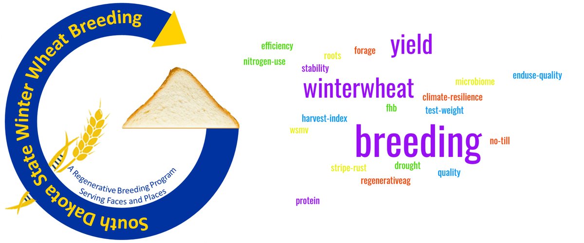 A Postdoctoral Research Associate or Research Associate (MS) position is available from January 2023 in the SDSU winter wheat breeding program #TeamWheat
Interested in using #GS #HTP for #GeneticGain in traits below in winter wheat. Send your CV to sunish.sehgal@sdstate.edu