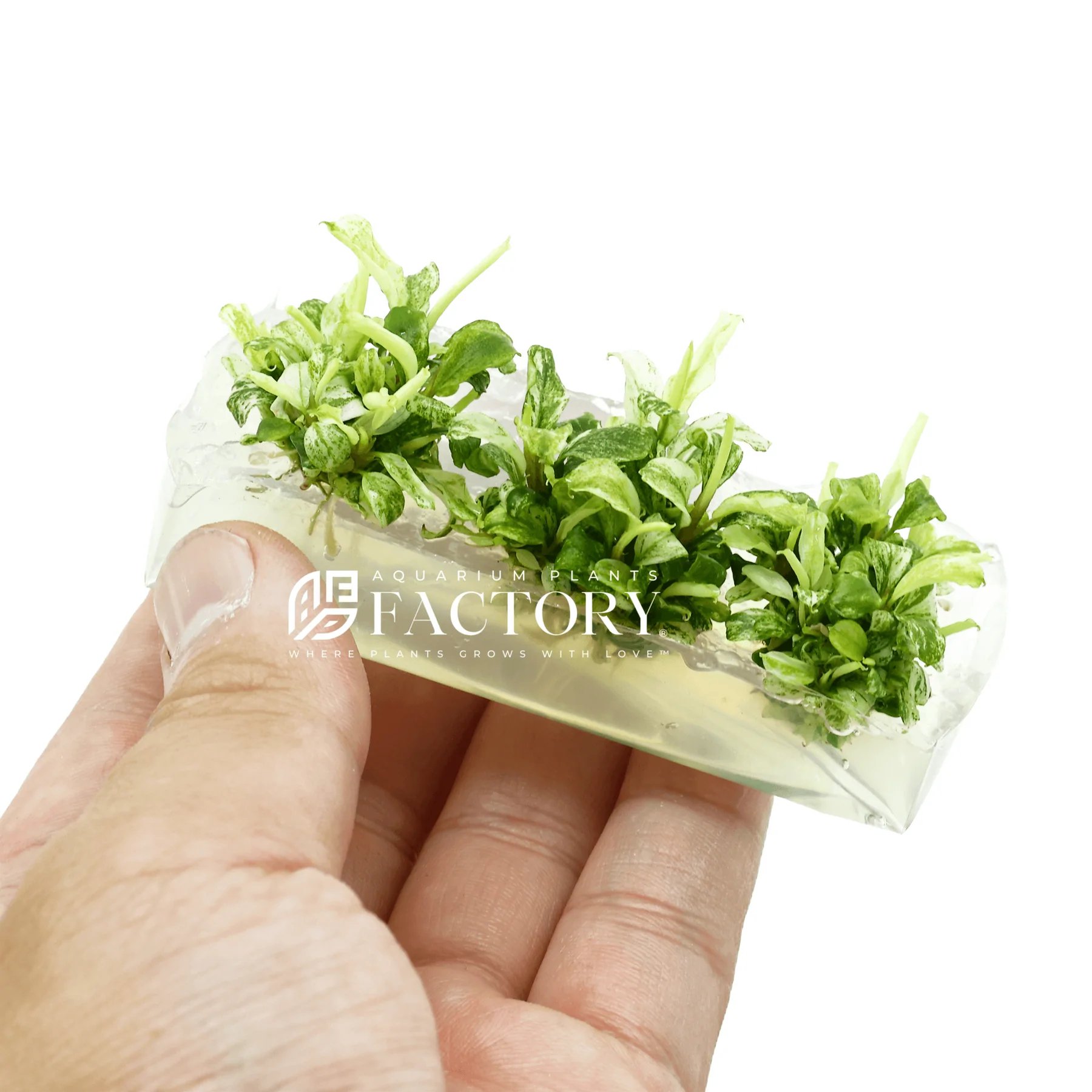 Aquarium plant factory deals