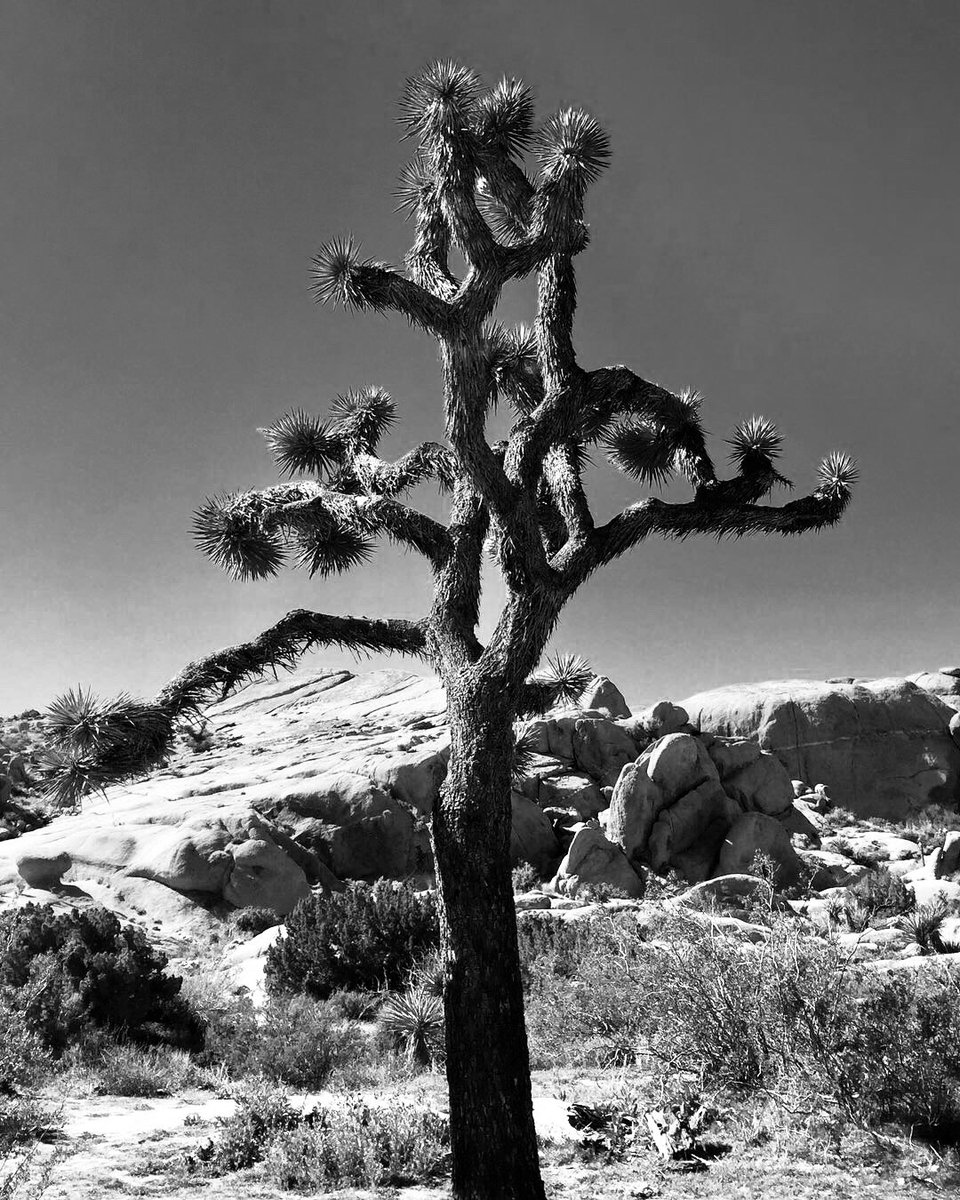 TBucks23's tweet photo. @ManzerGuitars Joshua Tree https://t.co/G32f0eXWUP
