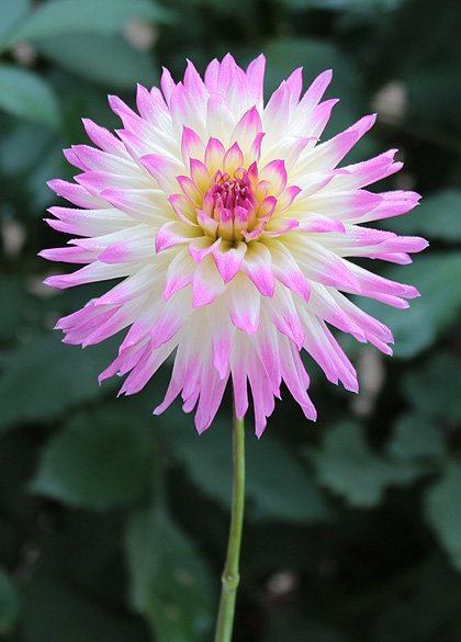 BestFreeClassi1's tweet photo. Happy #Thursday from #italy
#29december #GardenersWorld #gardening #GardeningTwitter #dhalias beauty https://t.co/UX06jX8MSG