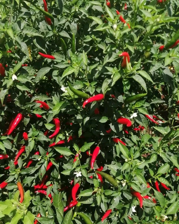 demi_farm's tweet photo. Chilli farming in kenya

Depending on management yields of 1,000 kg to 3,000 kg per acre can be achieved. https://t.co/EHq3tJfXKT