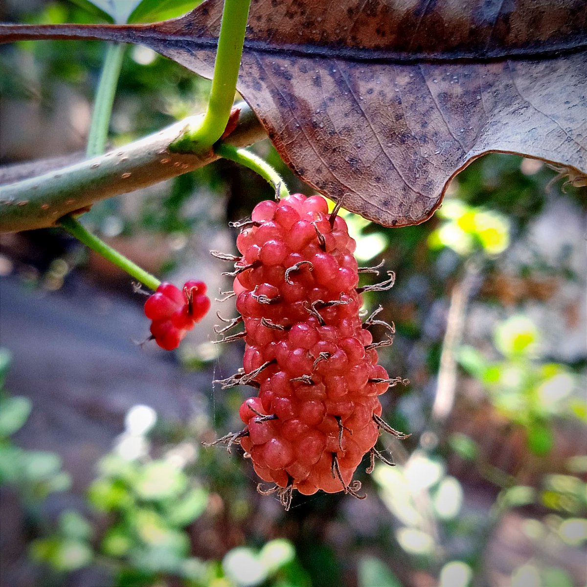 satbasani's tweet photo. #Mulberry #MorusAlba #Moraceae family #fruit #ShotOnMobilePhone https://t.co/4sU8XTfly0