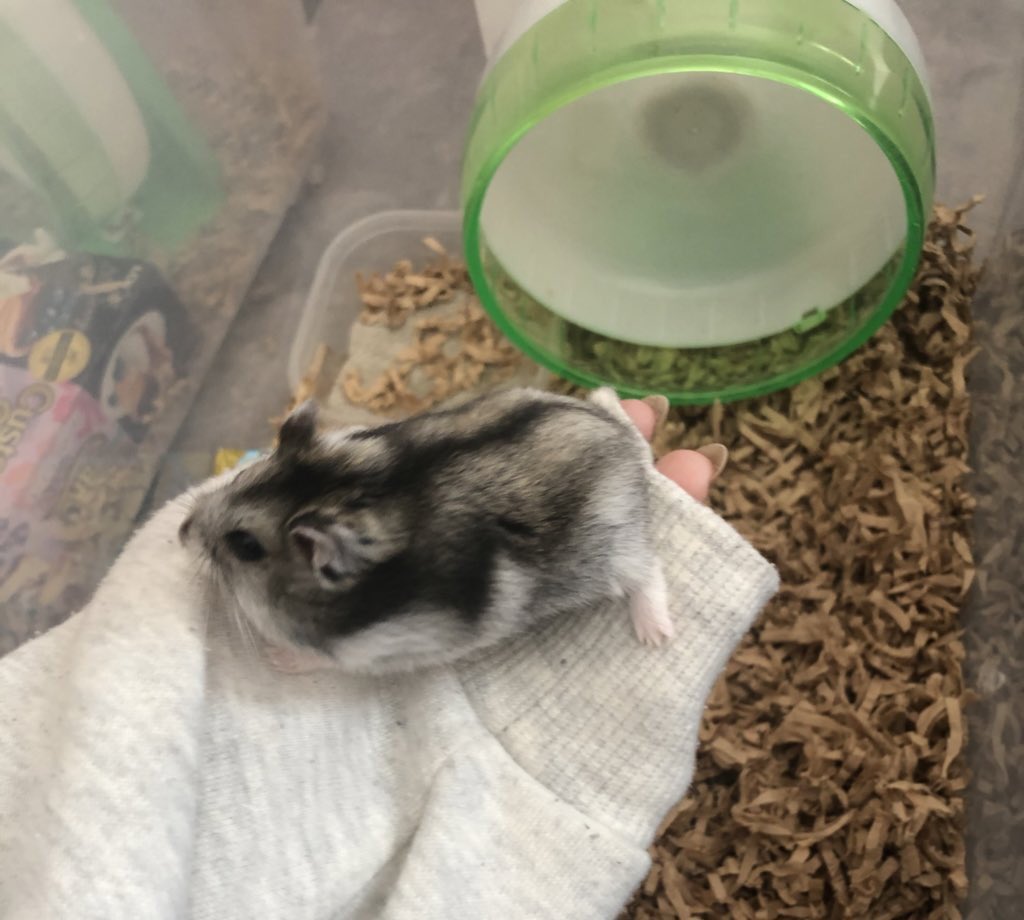 お迎え3日目🐹
手乗り成功( ˙꒳​˙  )