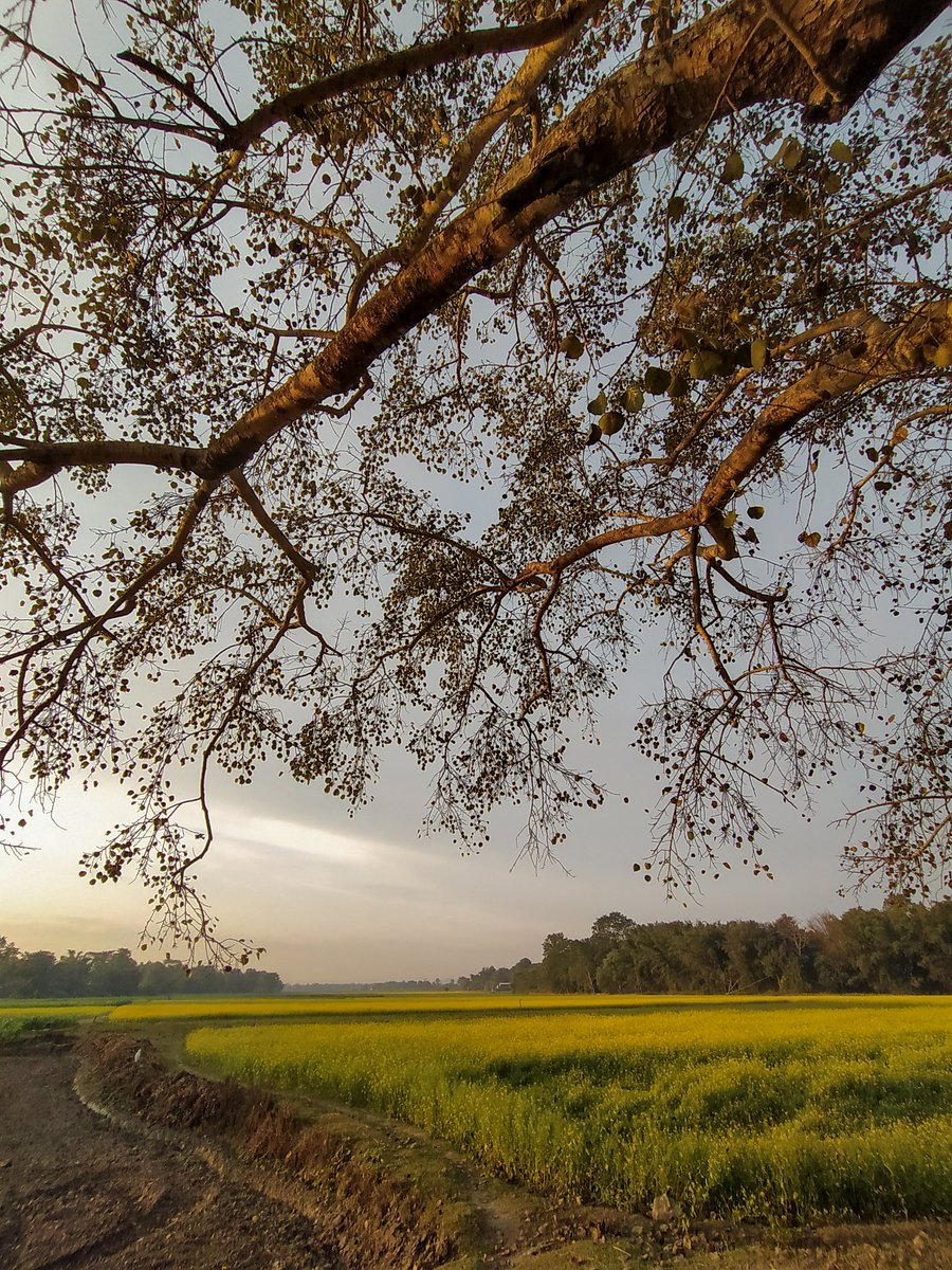 xhobdo's tweet image. TRANQUILITY
.
.

📍 Abhayapuri, Bongaigaon, Assam | January 2020 #Throwback #AweesomeAssam #EverydayNEIndia #xhobdo #ShotonXiaomi @XiaomiIndia rupamsarma.blogspot.com/2022/12/tranqu…