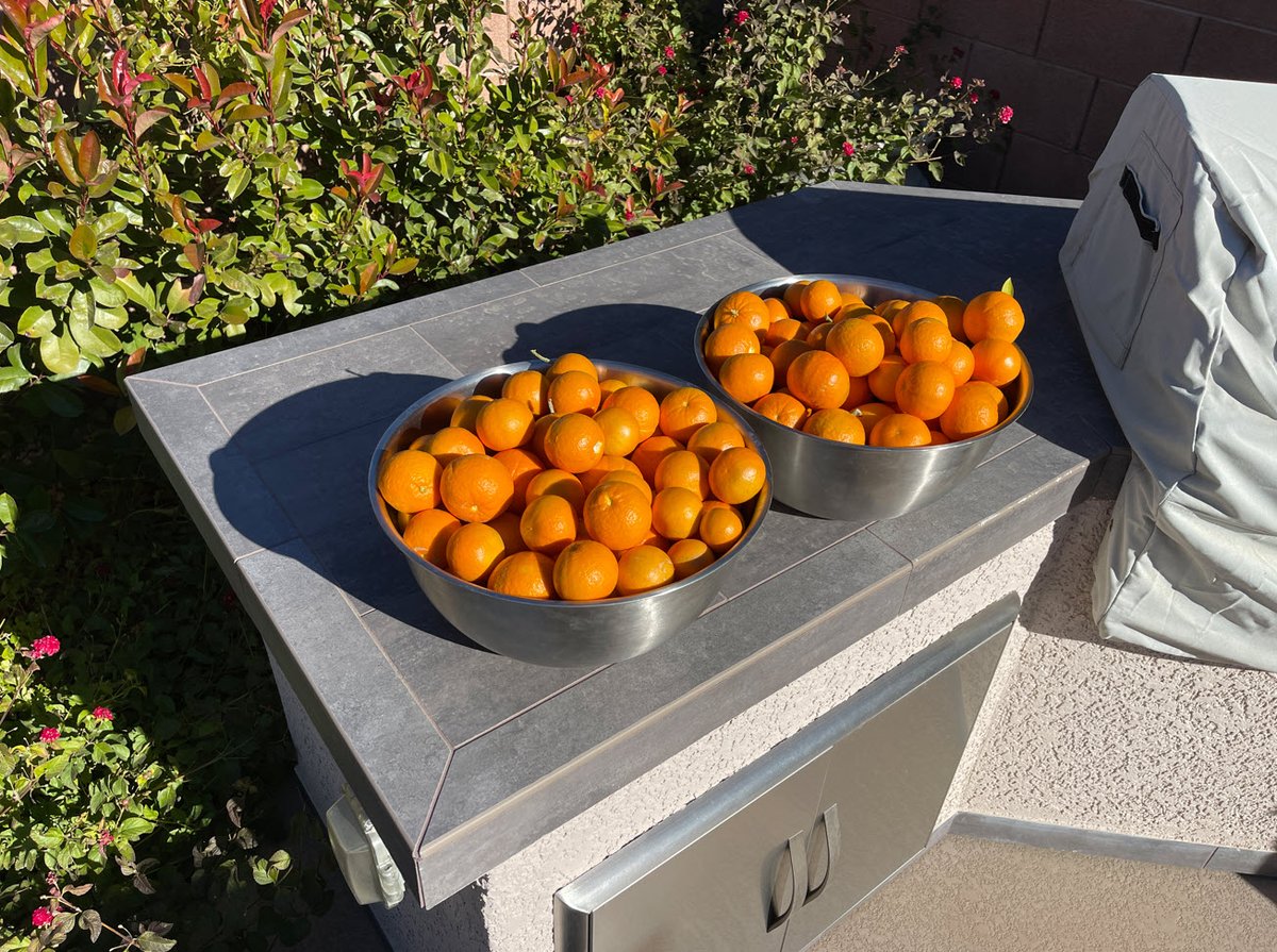 VinXMod's tweet image. Had a good Tangelo harvest from the backyard tree planted a few years ago ... 

Decided to make some &apos;Tangelo&apos; Liqueur 🍊

Yellow Liquid has Juice added.
Orange Liquid is from the Zest.

#Liqueur #orange #homebrew #booze