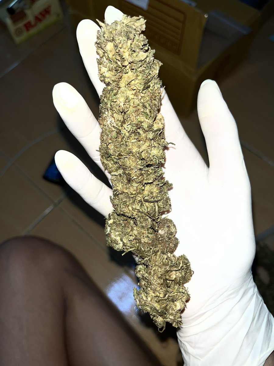 420Roll_premium's tweet photo. ดอกGreenCrack มีบริการชมมือ กทม รังสิตลำลูกกา รามอินทรา พหลโยธินขับส่ง24ชมและเก็บปลายทาง สอบถามLine:https://t.co/6DLMgLuPGw 10G-100฿ 25G-250฿ 50G-450฿ 100G-800฿ #ดอกกัญชา #กัญชา #กัญชาชนมือ #กัญชารังสิต #กรีนแครก #กัญชาราคาถูก #กัญชาลำลูกกา #กัญชากรุงเทพ #บ้องแก้ว #บุหรี่นอก https://t.co/4TP81oXgRC