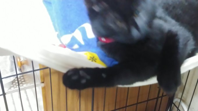 毎月29日は肉球の日だそうなので、ボヤけてますがココちゃんの肉球の写真を(撮るの難しい)
黒猫は肉球も黒いんですねw

最近のココは爪を立てて私の手を掴む事が多いので私の右手に細かい傷が増えてますw(߹𖥦߹ ) 