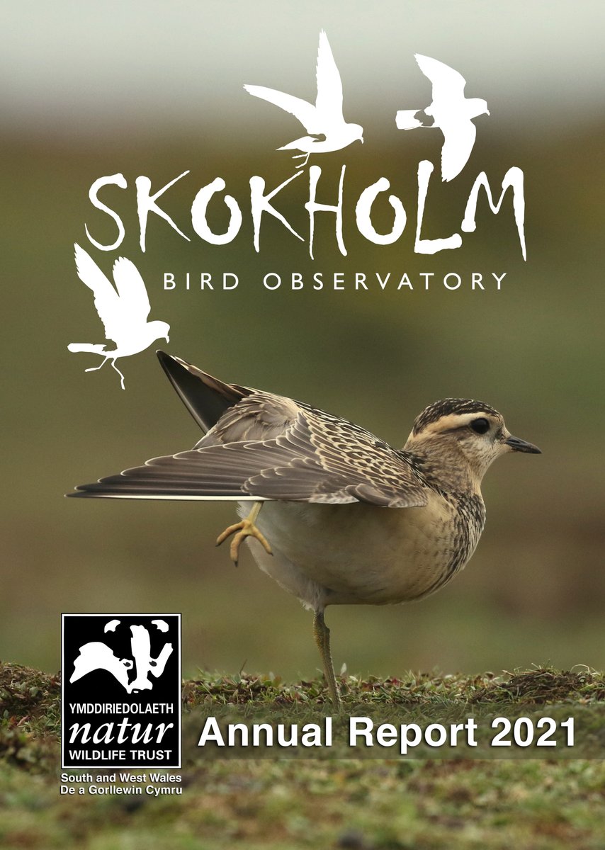 SkokholmIsland's tweet image. The Skokholm Annual Report 2021 is now available as a FREE, searchable, tree-saving PDF here:

bit.ly/3G1d1TZ