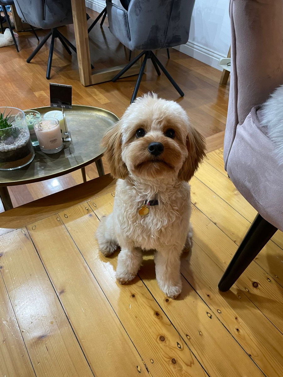 <a href="/cavapooclub/">The Cavapoo Club GB</a>