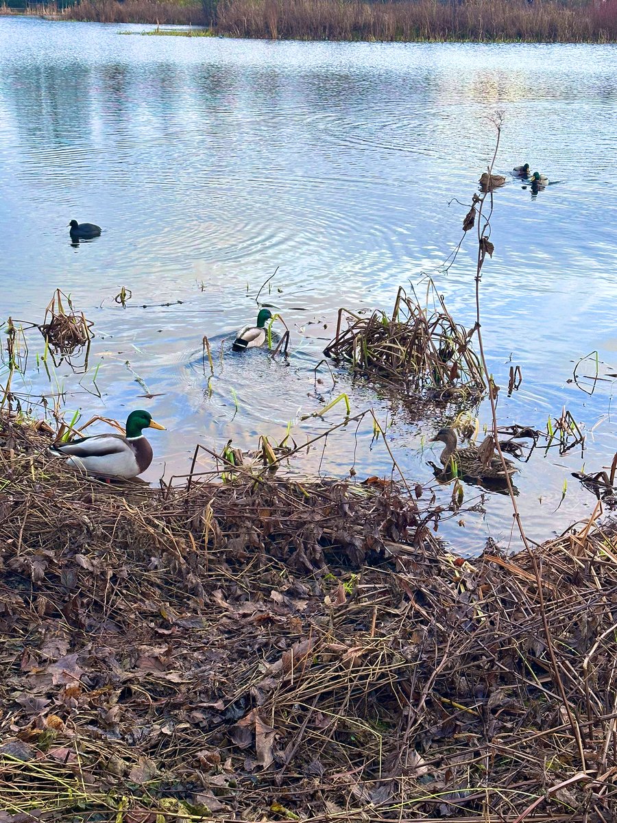 chloeedoc's tweet photo. Cuties 🦆😌 https://t.co/JsHhNBBiVV