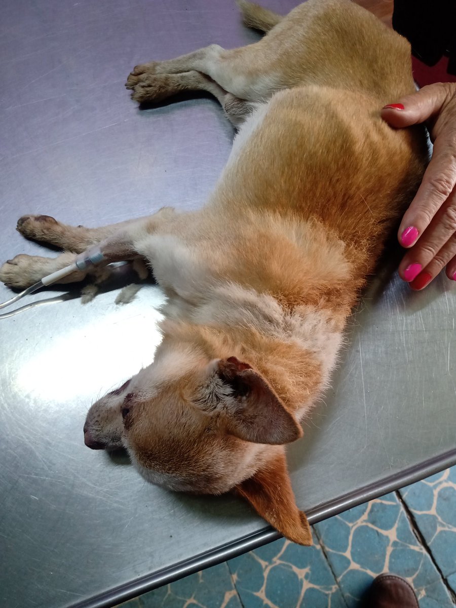 prensaanimal4's tweet photo. #DescanseEnPaz #Canelitas partió al cielo y está descansando, fue muy querido, fue una pérdida muy dolorosa para nuestra redacción y nuestros corazones, nuestro hijo amado.
https://t.co/TWDrylI9ur https://t.co/PKhTfWBt9M
