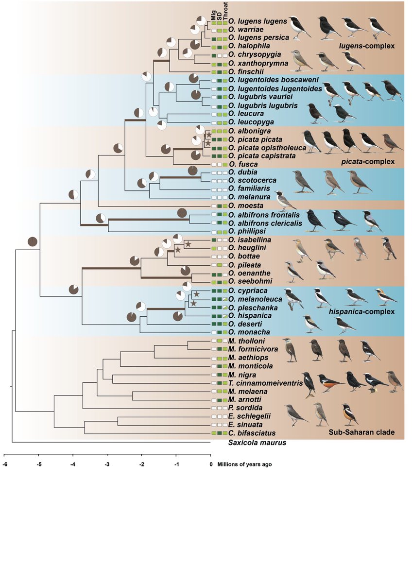 Genomic data reveals complex diversification history of wheatears indicating involvment of diverse processes in abundant convergent evolution (introgression, ILS, novel mutation)
academic.oup.com/mbe/advance-ar…
<a href="/Reto_Burri/">Reto Burri</a> <a href="/NiloofarAlaei/">Niloofar Alaei</a> <a href="/LutgenDave/">Dave Lutgen</a> <a href="/alexander_suh/">Alexander Suh 서상재</a> <a href="/MolBioEvol/">Molecular Biology and Evolution</a>