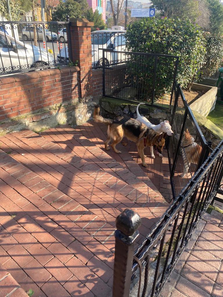 Chopper_thegsd's tweet photo. Köpeklerle arası çok iyi, hadi lütfen bi ev🤍🥺 https://t.co/9Lix8Qbhpr