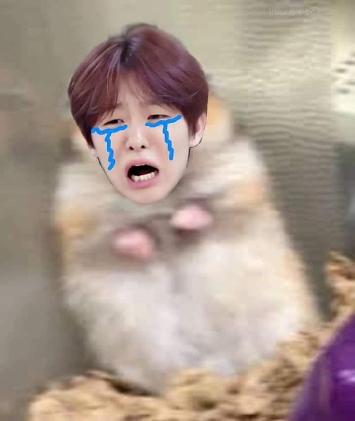 lioophile's tweet image. meratapi nasib ga bisa nonton world tour trejooo 😭🧌🧌