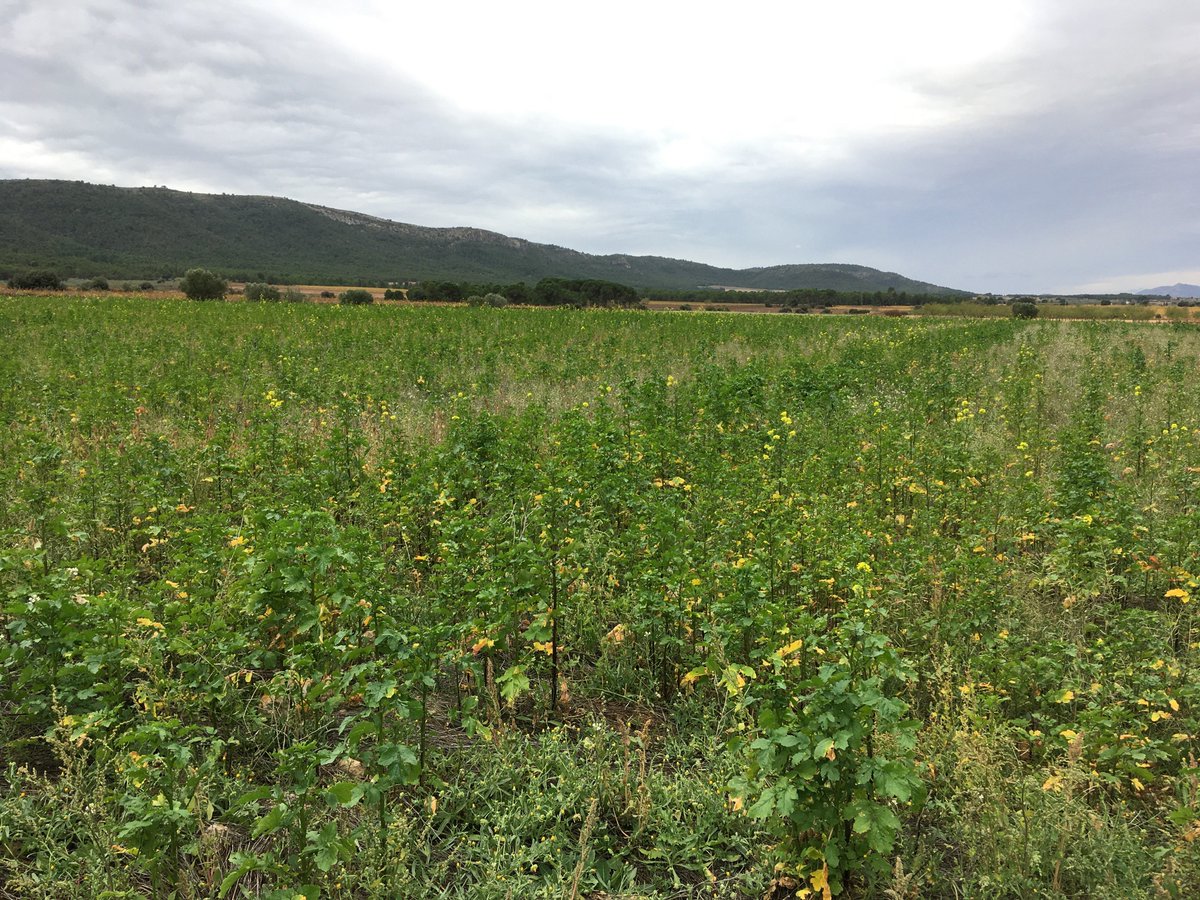 💡 Este documento crea un marco para el debate y abordar la #agriculturaRegenerativa y sus diferencia respecto a otros paradigmas como la agricultura tradicional o la agricultura ecológica, su relación con el carbono o su financiación. Lee la noticia 👇

fundacionglobalnature.org/un-documento-c…
